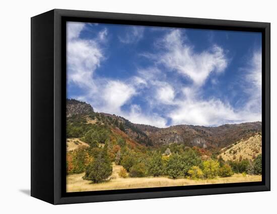 USA, Utah. Fall color with aspens along Logan Canyon.-Julie Eggers-Framed Stretched Canvas