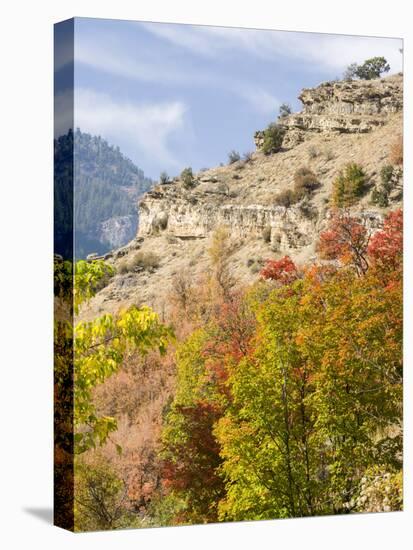 USA, Utah. Fall color with aspens along Logan Canyon.-Julie Eggers-Stretched Canvas