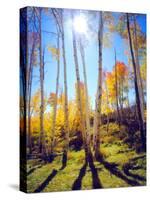 USA, Utah, Fall Colors of Aspen Trees-Jaynes Gallery-Stretched Canvas