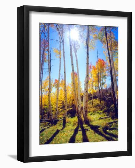 USA, Utah, Fall Colors of Aspen Trees-Jaynes Gallery-Framed Photographic Print