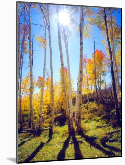 USA, Utah, Fall Colors of Aspen Trees-Jaynes Gallery-Mounted Photographic Print