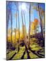 USA, Utah, Fall Colors of Aspen Trees-Jaynes Gallery-Mounted Photographic Print