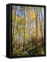USA, Utah, Fall Colors of Aspen Trees-Jaynes Gallery-Framed Stretched Canvas