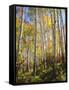 USA, Utah, Fall Colors of Aspen Trees-Jaynes Gallery-Framed Stretched Canvas