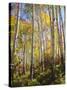 USA, Utah, Fall Colors of Aspen Trees-Jaynes Gallery-Stretched Canvas