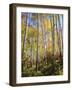 USA, Utah, Fall Colors of Aspen Trees-Jaynes Gallery-Framed Photographic Print