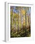 USA, Utah, Fall Colors of Aspen Trees-Jaynes Gallery-Framed Photographic Print