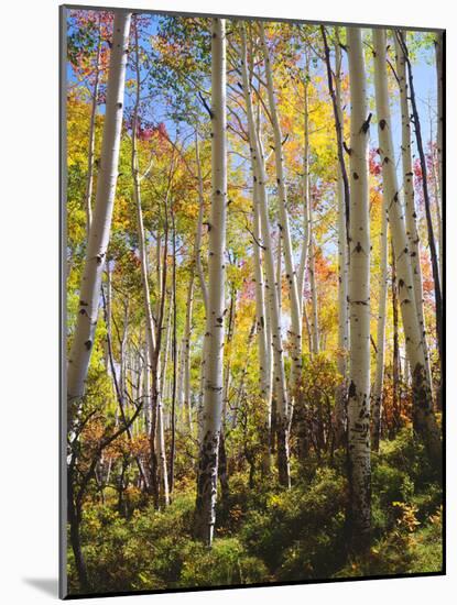 USA, Utah, Fall Colors of Aspen Trees-Jaynes Gallery-Mounted Photographic Print