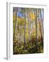 USA, Utah, Fall Colors of Aspen Trees-Jaynes Gallery-Framed Photographic Print