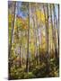 USA, Utah, Fall Colors of Aspen Trees-Jaynes Gallery-Mounted Photographic Print