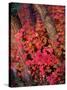 USA, Utah, Fall Colors of Trees-Jaynes Gallery-Stretched Canvas