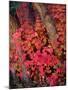 USA, Utah, Fall Colors of Trees-Jaynes Gallery-Mounted Photographic Print