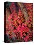 USA, Utah, Fall Colors of Trees-Jaynes Gallery-Stretched Canvas
