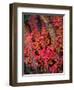 USA, Utah, Fall Colors of Trees-Jaynes Gallery-Framed Photographic Print