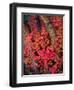 USA, Utah, Fall Colors of Trees-Jaynes Gallery-Framed Photographic Print