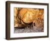 USA, Utah, Fallen Roof Ruin Cliff Dwelling-Mark Sykes-Framed Photographic Print