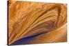 USA, Utah, Glen Canyon Nra. Abstract Cliff Reflection in Lake Powell-Jaynes Gallery-Stretched Canvas