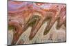 USA, Utah, Glen Canyon Nra. Abstract Cliff Reflection in Lake Powell-Jaynes Gallery-Mounted Photographic Print