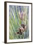 USA, Utah, Glen Canyon Nra. Close-Up of a Yucca Plant with Seed Pods-Jaynes Gallery-Framed Photographic Print