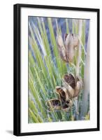 USA, Utah, Glen Canyon Nra. Close-Up of a Yucca Plant with Seed Pods-Jaynes Gallery-Framed Photographic Print