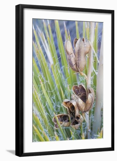 USA, Utah, Glen Canyon Nra. Close-Up of a Yucca Plant with Seed Pods-Jaynes Gallery-Framed Photographic Print