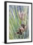 USA, Utah, Glen Canyon Nra. Close-Up of a Yucca Plant with Seed Pods-Jaynes Gallery-Framed Photographic Print