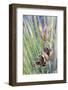 USA, Utah, Glen Canyon Nra. Close-Up of a Yucca Plant with Seed Pods-Jaynes Gallery-Framed Photographic Print