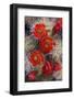 USA, Utah, Grand Staircase-Escalante National Monument, Claret Cup Cactus-Charles Gurche-Framed Photographic Print