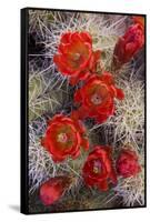 USA, Utah, Grand Staircase-Escalante National Monument, Claret Cup Cactus-Charles Gurche-Framed Stretched Canvas