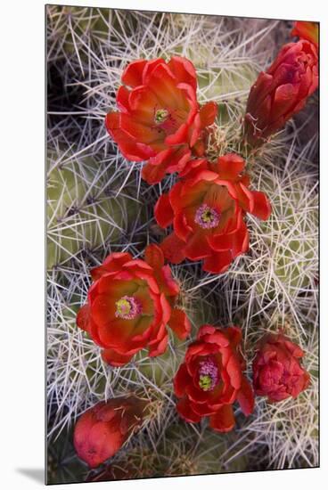 USA, Utah, Grand Staircase-Escalante National Monument, Claret Cup Cactus-Charles Gurche-Mounted Premium Photographic Print