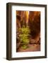 USA, Utah, Grand Staircase-Escalante National Monument. Slot canyon cliff and tree in autumn.-Jaynes Gallery-Framed Photographic Print