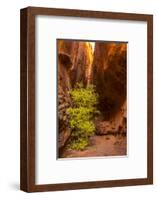 USA, Utah, Grand Staircase-Escalante National Monument. Slot canyon cliff and tree in autumn.-Jaynes Gallery-Framed Photographic Print