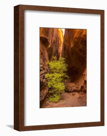 USA, Utah, Grand Staircase-Escalante National Monument. Slot canyon cliff and tree in autumn.-Jaynes Gallery-Framed Photographic Print