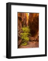 USA, Utah, Grand Staircase-Escalante National Monument. Slot canyon cliff and tree in autumn.-Jaynes Gallery-Framed Photographic Print