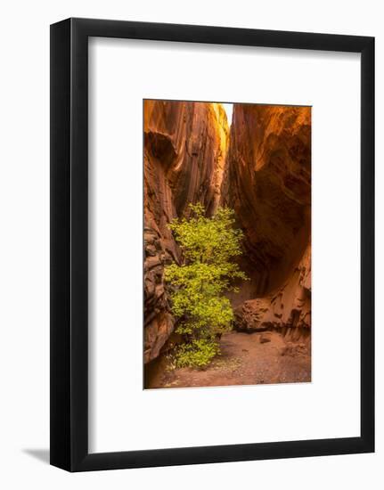 USA, Utah, Grand Staircase-Escalante National Monument. Slot canyon cliff and tree in autumn.-Jaynes Gallery-Framed Photographic Print