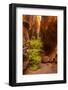 USA, Utah, Grand Staircase-Escalante National Monument. Slot canyon cliff and tree in autumn.-Jaynes Gallery-Framed Photographic Print