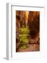 USA, Utah, Grand Staircase-Escalante National Monument. Slot canyon cliff and tree in autumn.-Jaynes Gallery-Framed Photographic Print