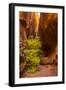 USA, Utah, Grand Staircase-Escalante National Monument. Slot canyon cliff and tree in autumn.-Jaynes Gallery-Framed Photographic Print