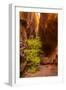 USA, Utah, Grand Staircase-Escalante National Monument. Slot canyon cliff and tree in autumn.-Jaynes Gallery-Framed Photographic Print