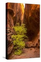 USA, Utah, Grand Staircase-Escalante National Monument. Slot canyon cliff and tree in autumn.-Jaynes Gallery-Stretched Canvas