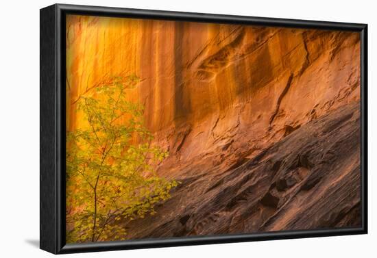 USA, Utah, Grand Staircase-Escalante National Monument. Slot canyon cliff and tree in autumn.-Jaynes Gallery-Framed Photographic Print