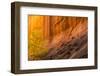 USA, Utah, Grand Staircase-Escalante National Monument. Slot canyon cliff and tree in autumn.-Jaynes Gallery-Framed Photographic Print