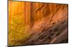 USA, Utah, Grand Staircase-Escalante National Monument. Slot canyon cliff and tree in autumn.-Jaynes Gallery-Mounted Photographic Print