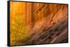 USA, Utah, Grand Staircase-Escalante National Monument. Slot canyon cliff and tree in autumn.-Jaynes Gallery-Framed Stretched Canvas
