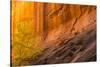 USA, Utah, Grand Staircase-Escalante National Monument. Slot canyon cliff and tree in autumn.-Jaynes Gallery-Stretched Canvas