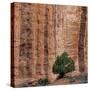 USA, Utah, Grand Staircase-Escalante National Monument-Charles Gurche-Stretched Canvas