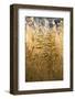 USA, Utah. Grasses along the Fremont River, Capital Reef National Park.-Judith Zimmerman-Framed Photographic Print