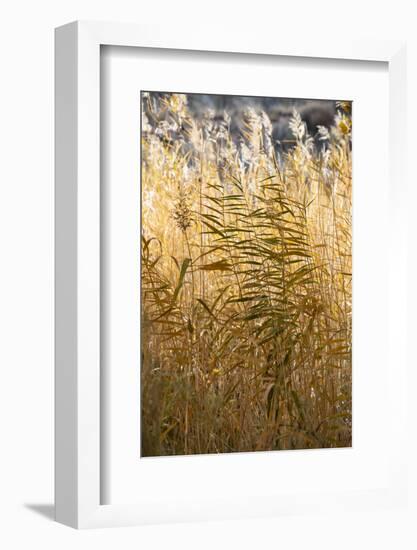 USA, Utah. Grasses along the Fremont River, Capital Reef National Park.-Judith Zimmerman-Framed Photographic Print