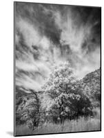 USA, Utah, Infrared of the Logan Pass area and lone tree-Terry Eggers-Mounted Photographic Print