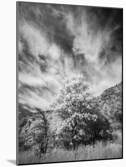 USA, Utah, Infrared of the Logan Pass area and lone tree-Terry Eggers-Mounted Photographic Print